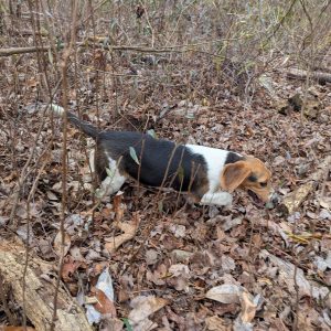 Five Star Smokey "Turbo" x Johnson Farm Beagles "Tucan Sam"  Litter