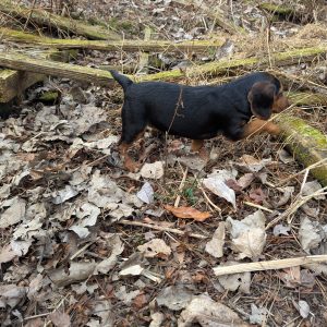 Wire Creek Ebony x Bramlett Hitman Black & Tan Litter
